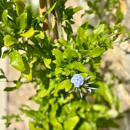 Willa Olea Mare - Mediterranean Comfort And Style