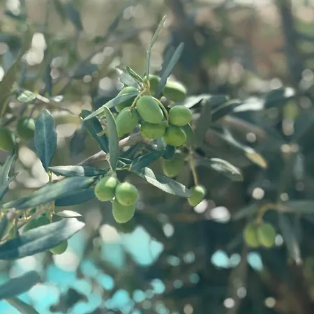 Olea Mare - Mediterranean Comfort And Style Willa *