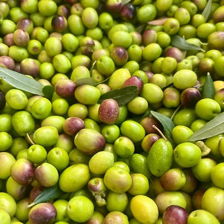 Olea Mare - Mediterranean Comfort And Style Willa