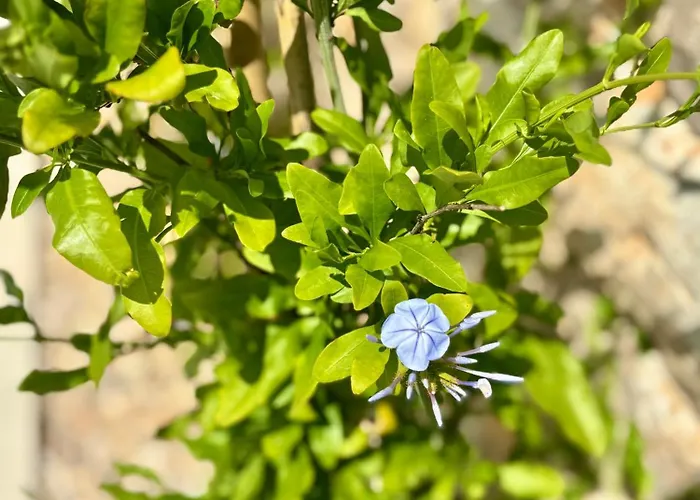 Willa Olea Mare - Mediterranean Comfort And Style