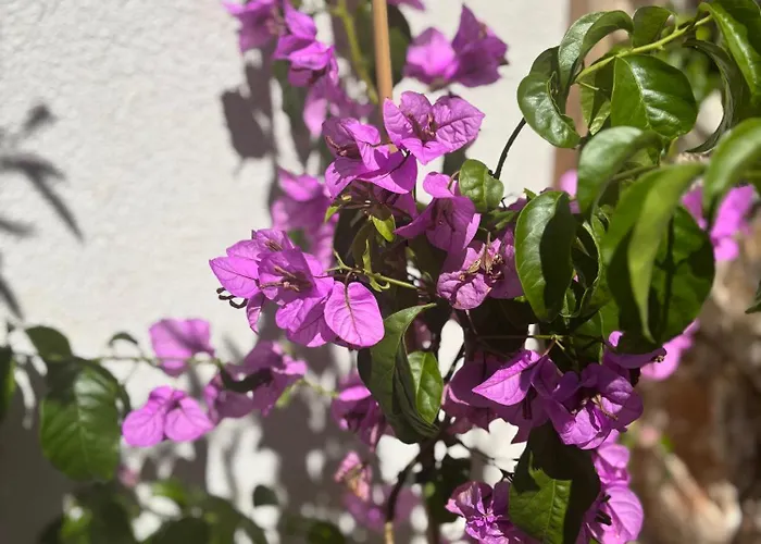 Olea Mare - Mediterranean Comfort And Style Willa Malinska