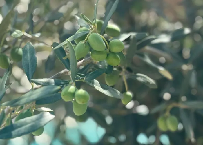 Olea Mare - Mediterranean Comfort And Style Willa *