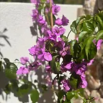 Olea Mare - Mediterranean Comfort And Style Βίλα Malinska