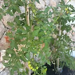Olea Mare - Mediterranean Comfort And Style Βίλα *
