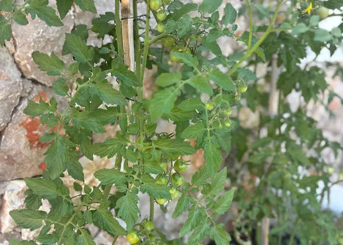 Olea Mare - Mediterranean Comfort And Style Villa *