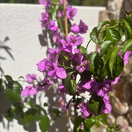 Olea Mare Mediterranean Comfort & Style וילה מאלינסקה