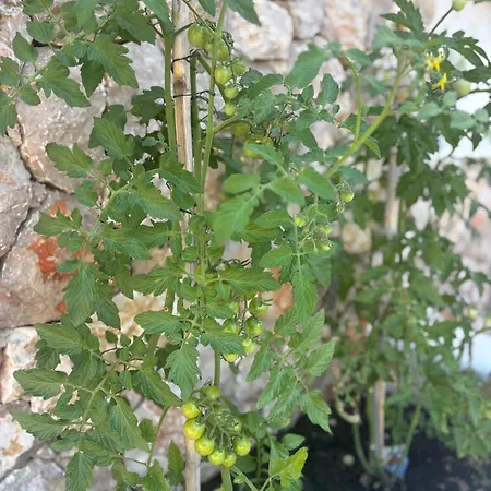 Olea Mare Mediterranean Comfort & Style וילה *